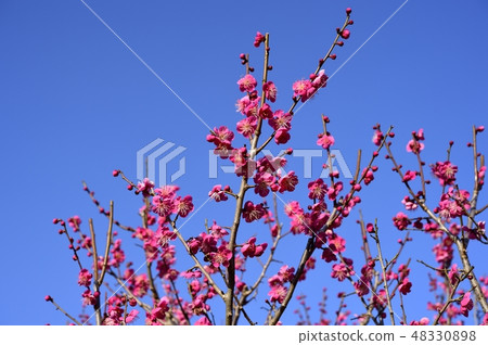 梅花 48330898