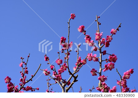 梅花 梅花 48330900