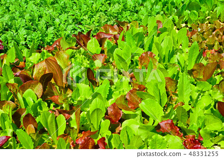 A bright green pattern of crispy fresh vegetables A bright green pattern of crispy fresh vegetables 48331255