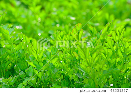 A bright green pattern of crispy fresh vegetables A bright green pattern of crispy fresh vegetables 48331257