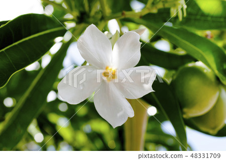 沖繩藤花 48331709