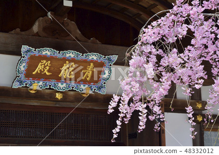 Kuramotoin Blue Dragon Cherry Blossoms Kyoto Kuramotoin Blue Dragon Cherry Blossoms Kyoto 48332012
