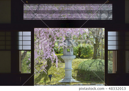 Senhornin藍龍京都櫻花 48332013