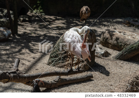 Benifera Benifera 48332469