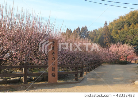 Omuta-shi Funami-ji Temple flowers, 48332488
