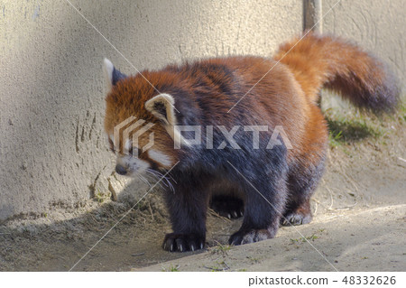 Lesser panda 48332626