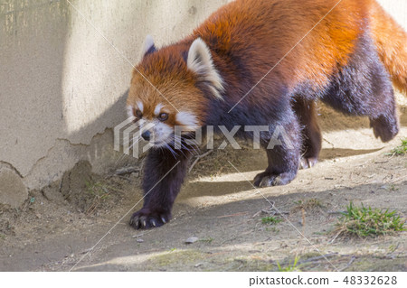 Lesser panda Lesser panda 48332628