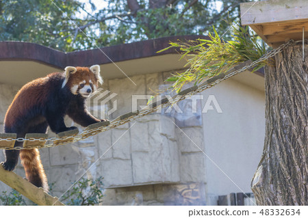 Lesser panda 48332634