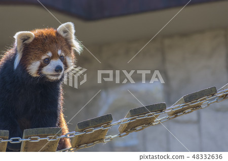 Lesser panda Lesser panda 48332636