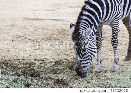 zebra  48332658