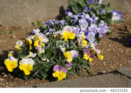 多彩多姿的紫羅蘭 多彩多姿的紫羅蘭 48333385