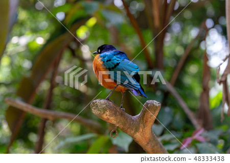 Shikino Watemlimuk Shikino Watemlimuk 48333438