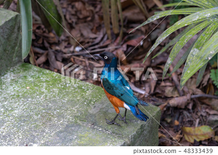 Shikino Watemlimuk Shikino Watemlimuk 48333439