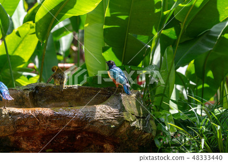 Shikino Watemlimuk 48333440