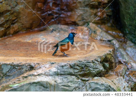 Shikino Watemlimuk 48333441