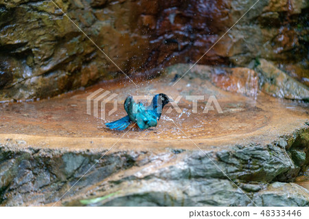 Tsukino Watemlimuku to take a bath 48333446