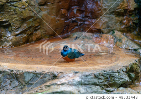 Shikino Watemlimuk 48333448