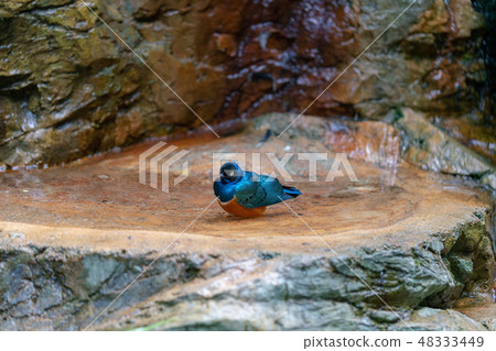 Shikino Watemlimuk 48333449