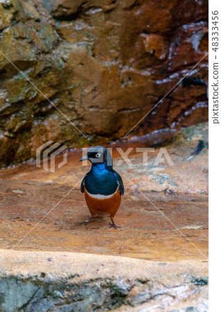 Shikino Watemlimuk 48333456