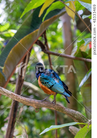 Shikino Watemlimuk 48333469