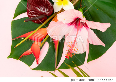 Tropical green leaves 48333762