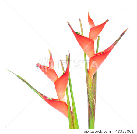 Heliconia red flowers Heliconia red flowers 48333801