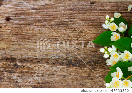 Mock orange flowers 48333810
