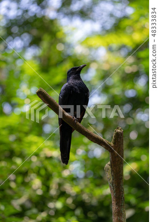 Red-winged starling perched on a tree branch Red-winged starling perched on a tree branch 48333834