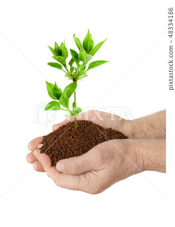 Old man hands and plant Old man hands and plant 48334186