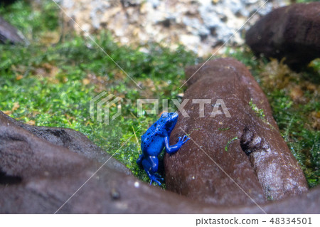 Yadokuda青蛙 48334501