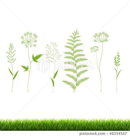 Green Grass Set Isolated White Background 48334587