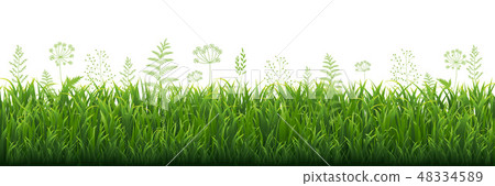 Green Grass Border With White background 48334589