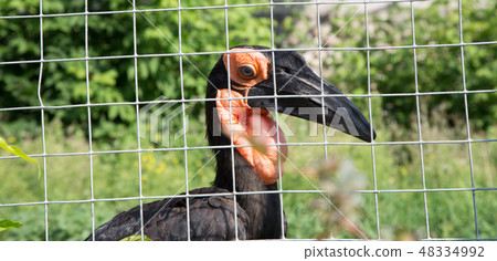 Large images of the Kafrsky horned raven Large images of the Kafrsky horned raven 48334992