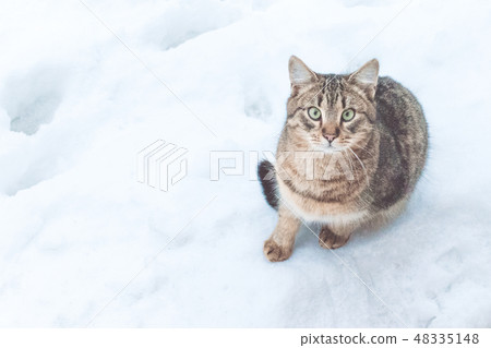 Street cat on the snow Street cat on the snow 48335148