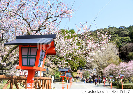 Fujikawa Tenjin's plum and lantern Fujikawa Tenjin's plum and lantern 48335167