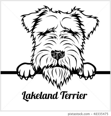 Lakeland Terrier - Peeking Dogs - - breed face head isolated on white 48335475