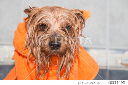 Little wet Yorkshire terrier with orange towel Little wet Yorkshire terrier with orange towel 48335495