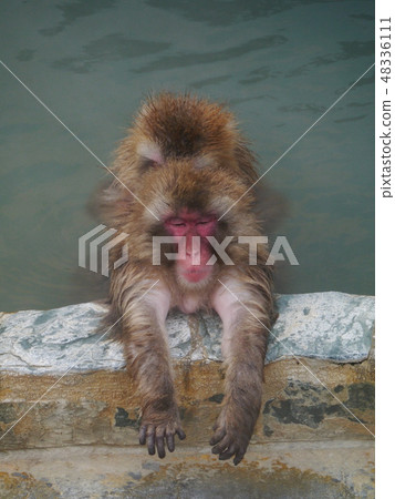 Monkeys immersed in hot springs seems to be comfortable Monkeys immersed in hot springs seems to be comfortable 48336111