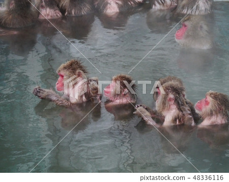 Monkeys immersed in hot springs side by side in a pleasing way Monkeys immersed in hot springs side by side in a pleasing way 48336116