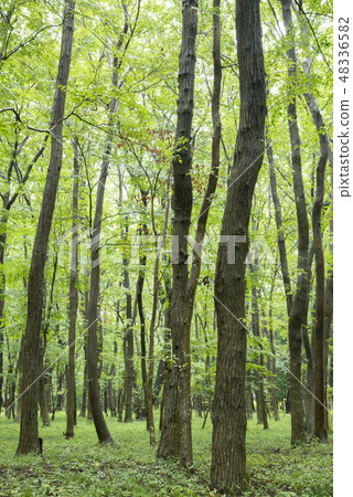 Musashino miscellaneous forest Musashino miscellaneous forest 48336582