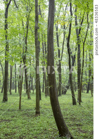 Musashino miscellaneous forest Musashino miscellaneous forest 48336583