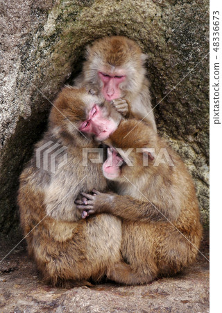生物攝影動物和鳥類猴子猴子家庭聯繫家庭愛情依偎笑臉 48336673