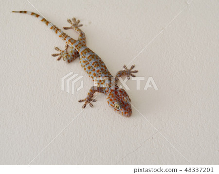 house lizard tropical gecko climbing on house wall house lizard tropical gecko climbing on house wall 48337201