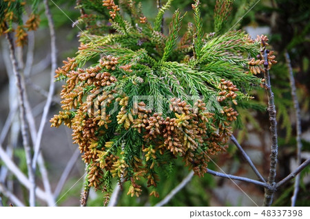 Cedar pollen (male flower) Cedar pollen (male flower) 48337398