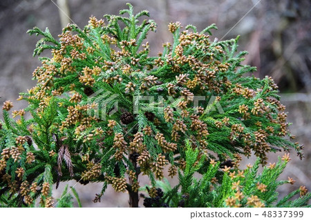 Cedar pollen (male flower) Cedar pollen (male flower) 48337399
