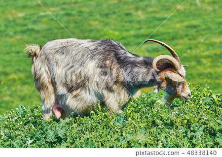 Goat Eating Grass 48338140
