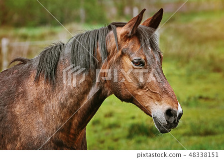 Portrait of the Horse 48338151