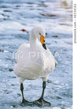Swan on Ice Swan on Ice 48338162