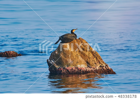 Cormorant on the Rock 48338178