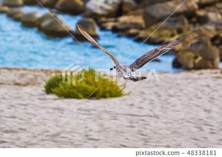 Flying Young Seagull 48338181